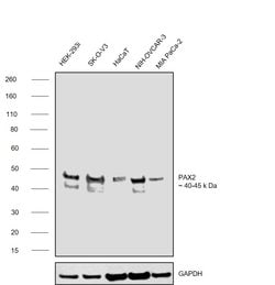 Invitrogen PAX2 Polyclonal Antibody 100 &mu;L; Unconjugated:Antibodies,
