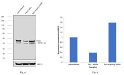 Invitrogen PAX2 Polyclonal Antibody 100 &mu;L; Unconjugated:Antibodies,
