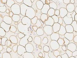 Invitrogen Perilipin 1 Polyclonal Antibody 100 &mu;L; Unconjugated:Antibodies,