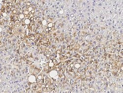 Invitrogen Perilipin 1 Polyclonal Antibody 100 &mu;L; Unconjugated:Antibodies,