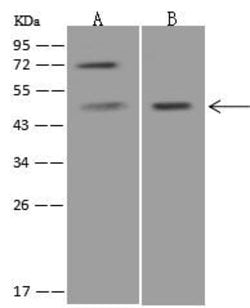 Invitrogen PTF1A Polyclonal Antibody 100 &mu;L; Unconjugated:Antibodies,