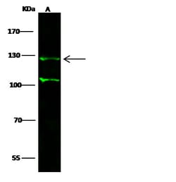 Invitrogen p130 Polyclonal Antibody 100 &mu;L; Unconjugated:Antibodies,