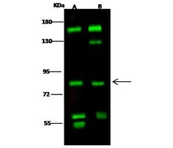 Invitrogen RSK1 Polyclonal Antibody 100 &mu;L; Unconjugated:Antibodies,