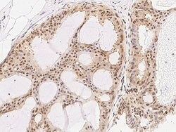 Invitrogen RXRG Polyclonal Antibody 100 &mu;L; Unconjugated:Antibodies,
