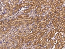 Invitrogen SENP8 Polyclonal Antibody 100 &mu;L; Unconjugated:Antibodies,