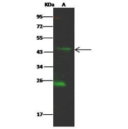 Invitrogen SIAH2 Polyclonal Antibody 100 &mu;L; Unconjugated:Antibodies,
