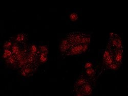 Invitrogen SMURF2 Polyclonal Antibody 100 &mu;L; Unconjugated:Antibodies,