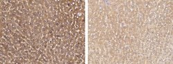 Invitrogen SMURF2 Polyclonal Antibody 100 &mu;L; Unconjugated:Antibodies,
