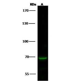 Invitrogen SMURF2 Polyclonal Antibody 100 &mu;L; Unconjugated:Antibodies,