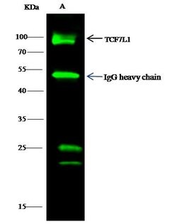 Invitrogen TCF7L1 Polyclonal Antibody 100 &mu;L | Buy Online | Invitrogen&trade; | Fisher Scientific