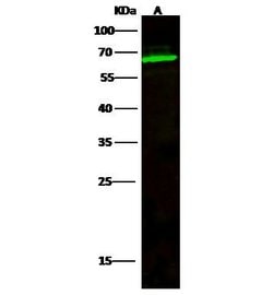 Invitrogen TCF7L1 Polyclonal Antibody 100 &mu;L | Buy Online | Invitrogen&trade; | Fisher Scientific