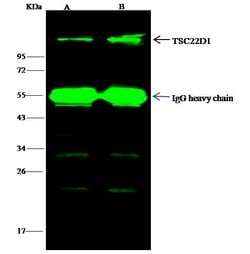 Invitrogen TSC22D1 Polyclonal Antibody 100 &mu;L; Unconjugated:Antibodies,