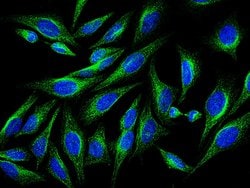 Invitrogen alpha Tubulin Polyclonal Antibody 100 &mu;L; Unconjugated:Antikroppar
