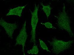 Invitrogen BRE Polyclonal Antibody 100 &mu;L; Unconjugated:Antibodies,