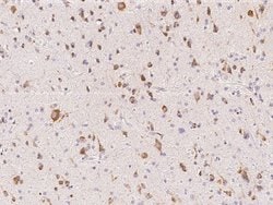 Invitrogen BRE Polyclonal Antibody 100 &mu;L; Unconjugated:Antibodies,