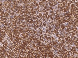 Invitrogen BRE Polyclonal Antibody 100 &mu;L; Unconjugated:Antibodies,