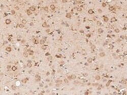 Invitrogen BRE Polyclonal Antibody 100 &mu;L; Unconjugated:Antibodies,
