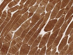 LDHA Polyclonal Antibody, Invitrogen 100 &mu;L; Unconjugated:Antibodies,