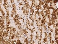 LDHA Polyclonal Antibody, Invitrogen 100 &mu;L; Unconjugated:Antibodies,