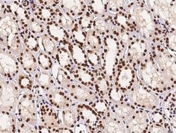 Invitrogen PTBP1 Polyclonal Antibody 100 &mu;L; Unconjugated:Antibodies,