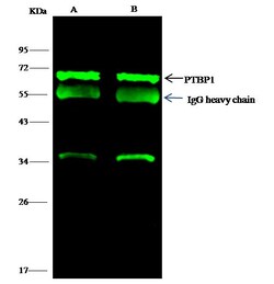 Invitrogen PTBP1 Polyclonal Antibody 100 &mu;L; Unconjugated:Antibodies,