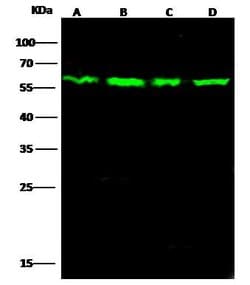 Invitrogen PTBP1 Polyclonal Antibody 100 &mu;L; Unconjugated:Antibodies,