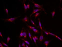 Invitrogen GLUT4 Polyclonal Antibody 100 &mu;L; Unconjugated:Antibodies,