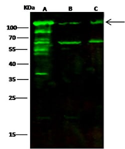 Invitrogen alanyl-tRNA Synthetase Polyclonal Antibody 100 &mu;L; Unconjugated:Antibodies,