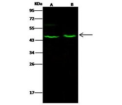 Invitrogen Aminoacylase Polyclonal Antibody 100 &mu;L; Unconjugated:Antibodies,