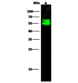 Invitrogen Arylsulfatase A Polyclonal Antibody 100 &mu;L; Unconjugated:Antibodies,
