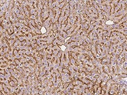 Invitrogen ASGR1 Polyclonal Antibody 100 &mu;L; Unconjugated:Antibodies,