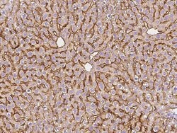 Invitrogen ASGR1 Polyclonal Antibody 100 &mu;L; Unconjugated:Antibodies,