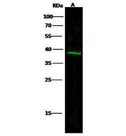 Invitrogen Carbonic Anhydrase XIV Polyclonal Antibody 100 &mu;L; Unconjugated:Antibodies,
