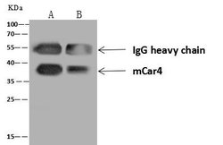 Invitrogen Carbonic Anhydrase IV Polyclonal Antibody 100 &mu;L; Unconjugated:Antistoffer
