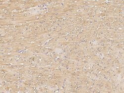 Invitrogen MCP-2 Polyclonal Antibody 100 &mu;L; Unconjugated:Antibodies,