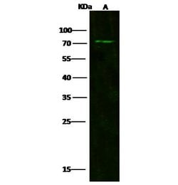 Invitrogen CD180 Polyclonal Antibody 100 &mu;L; Unconjugated:Antibodies,