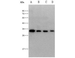 Invitrogen CD320 Polyclonal Antibody 100 &mu;L; Unconjugated:Antibodies,