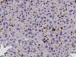 Invitrogen AIM Polyclonal Antibody 100 &mu;L; Unconjugated:Antibodies,