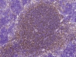 Invitrogen CD93 Polyclonal Antibody 100 &mu;L; Unconjugated:Antibodies,