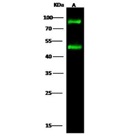 Invitrogen H-cadherin Polyclonal Antibody 100 &mu;L; Unconjugated:Antibodies,
