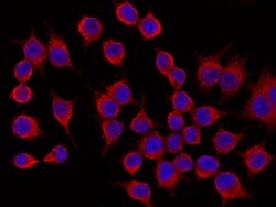 Invitrogen CHIL3 Polyclonal Antibody 100 &mu;L; Unconjugated:Antibodies,