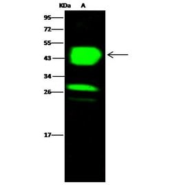 Invitrogen CHIL3 Polyclonal Antibody 100 &mu;L; Unconjugated:Antibodies,