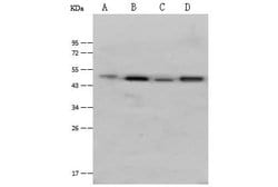 Invitrogen ASAM Polyclonal Antibody 100 &mu;L | Buy Online | Invitrogen&trade; | Fisher Scientific