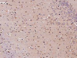Invitrogen CNDP1 Polyclonal Antibody 100 &mu;g; Unconjugated:Antibodies,