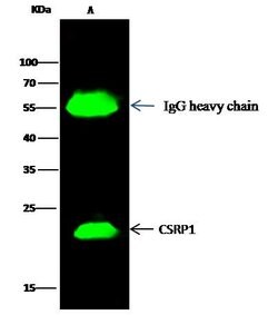Invitrogen CRP1 Polyclonal Antibody 100 &mu;L; Unconjugated:Antibodies,