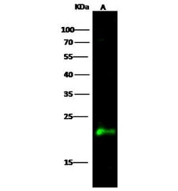 Invitrogen CRP1 Polyclonal Antibody 100 &mu;L; Unconjugated:Antibodies,