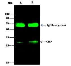 Invitrogen Cathepsin A Polyclonal Antibody 100 &mu;L; Unconjugated:Antibodies,