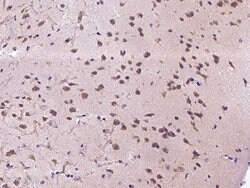 Invitrogen CXCL9 Polyclonal Antibody 100 &mu;L; Unconjugated:Antibodies,