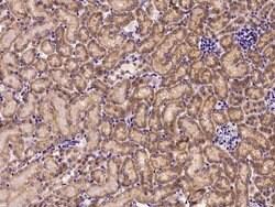 Invitrogen CXCL9 Polyclonal Antibody 100 &mu;L; Unconjugated:Antibodies,