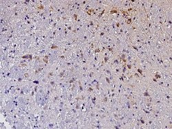 Invitrogen Ephrin A3 Polyclonal Antibody 100 &mu;L; Unconjugated:Antibodies,